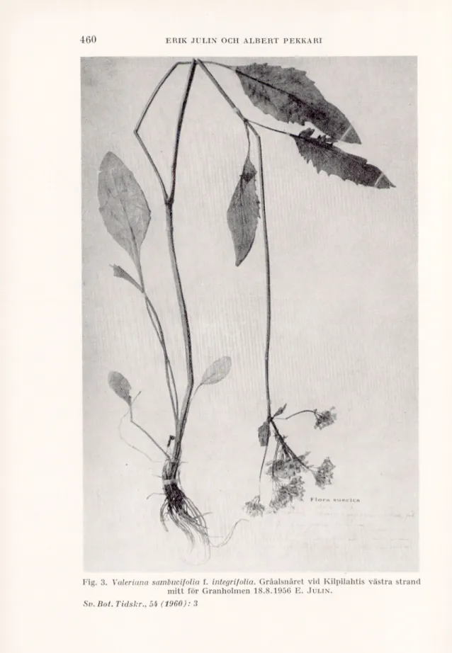 Fig.  3.  Valeriana sambucifolia  f.  inlegrifolia. Gråalsnåret vid Kilpilahtis västra strand  mitt  för  Granholmen  18.8.1956  E