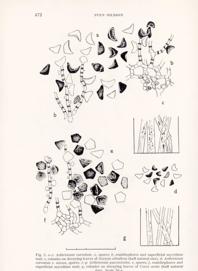 Fig. 2. a-c: Arthrinium curvatum. a, spores; b, conidiophores and superficial mycelium  mat; c, colonies on decaying leaves of Scirpus silvaticus (half natural size), d: Arthrinium  curvatum v