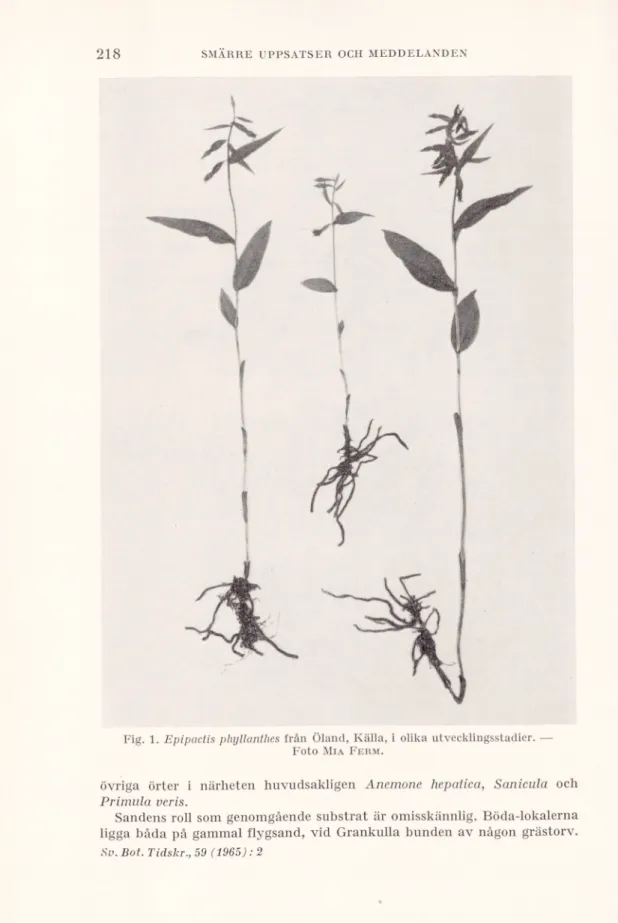 Fig. 1. Epipactis phyllanthes från Öland, Källa, i olika utvecklingsstadier. — Foto  M ia  F erm .