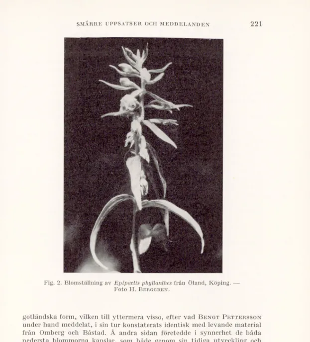 Fig. 2. Blomställning av  Epipactis phyllanthes  från Öland, Köping. —  Foto H.  B erggren .