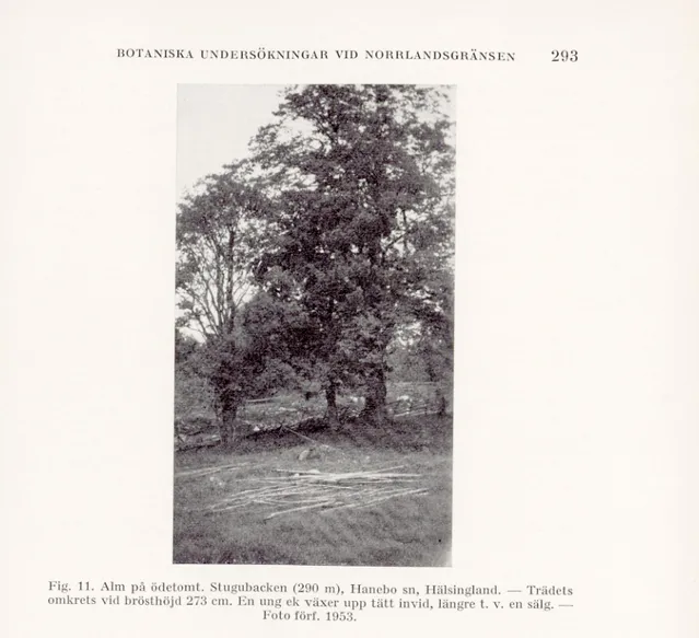 Fig. 11. Alm på ödetomt. Stugubacken (290 m), Hanebo sn, Hälsingland. — Trädets  omkrets vid brösthöjd 273 cm