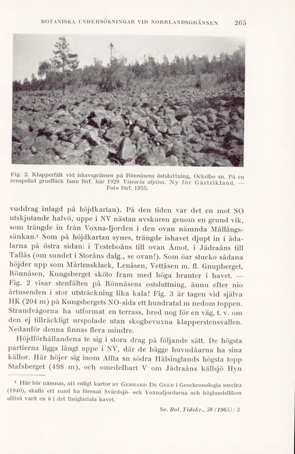 Fig. 2. Klapperfält vid ishavsgränsen på Rönnåsens östsluttning, Ockelbo sn. På en renspolad grusfläck fann förf