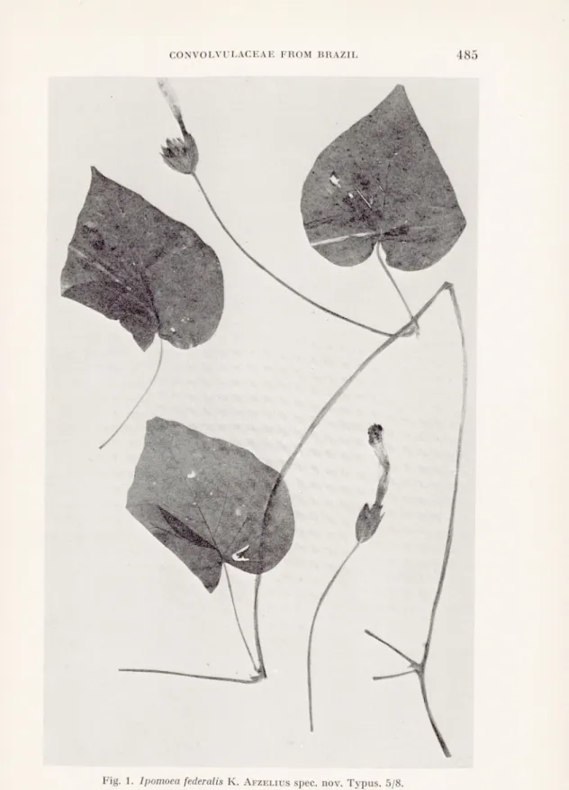 Fig. I. Ipomoea federalis K. A fzelius  spec. nov. Typus. 5/8.