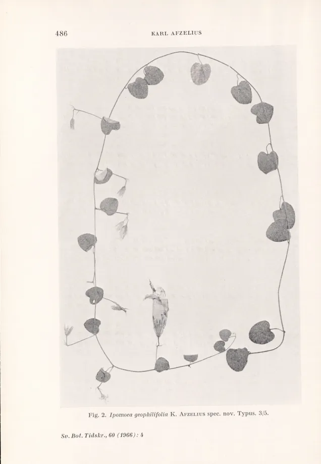 Fig. 2. Ipomoea geophUifolia K. A fzelius  spec. nov. Typus. 3/5. 