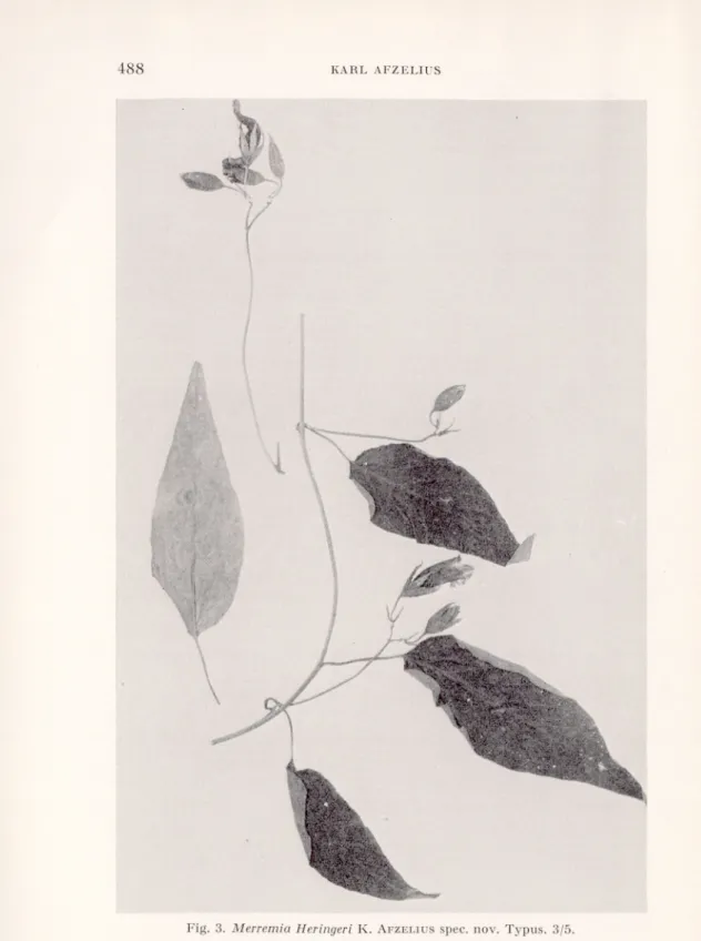Fig.  3.  Merremia Heringeri K.  A fzelius spec.  nov.  Typus.  3/5. 