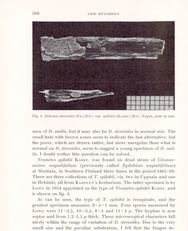 Fig. 4. Datronia stereoides (F r .) R yv . var. epitobii (K arst .) R yv . Typus, scale in mm.MH■iMi'k■i'BHHHI