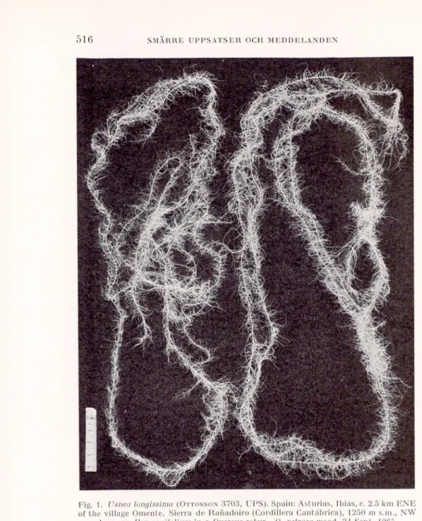 Fig. 1. Usneci longissima  (O ttosson 3703, UPS). Spain: Asturias, Ibias, c. 2.5 km ENE  of the village Omente, Sierra de Ranadoiro (Cordillera Cantåbrica), 1250 m s.m., NW 