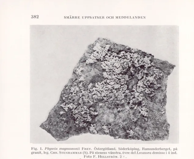 Fig.  1.  Phgscia magnussonii  F rey .  Östergötland, Söderköping, Ramunderberget, på  granit, leg