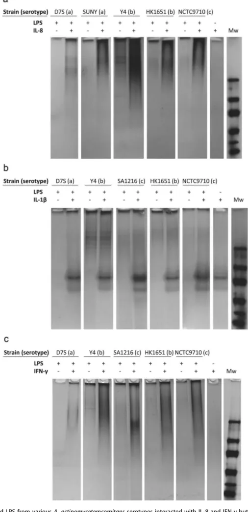 Figure 1. Extracted LPS from various A. actinomycetemcomitans serotypes interacted with IL-8 and IFN- γ but not with IL-1β