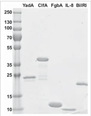Figure 7. The produced recombinant proteins YadA (23 kDa), ClfA (36 kDa), FgbA (12 kDa), IL-8 (9 kDa) and BilRI (18 kDa) were pure, as observed in a Coomassie-stained SDS-PAGE gel