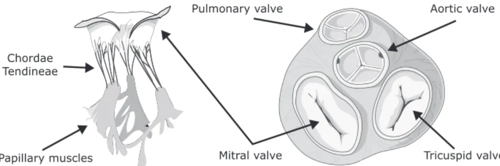 Fig. 2.3: Illustration of the mitral valve and its associated chordae tendineae and papillary muscles (left) and the heart valves and the fibrous rings surrounding each valve (right).