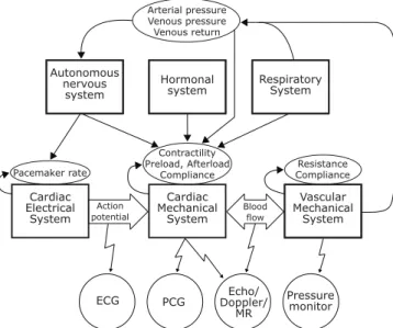 Fig. 2.7: Diagram surveying different interactions between the systems involved in cardiac activity along with various measurable signals