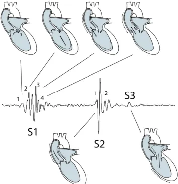 Fig. 2.12: Schematic drawing illustrating the underlying physiological causes of S1, S2 and S3