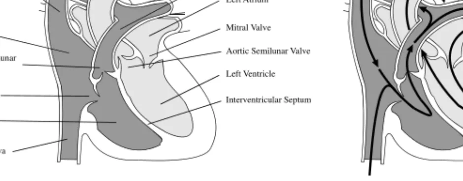 Figure 4. Anatomy of the heart (left) and the blood flow pathways through left and right heart  (right)