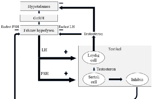 Figur 1. Schematisk figur som demonstrerar det manliga reproduktionssystemet. Figur  omarbetad från (7)