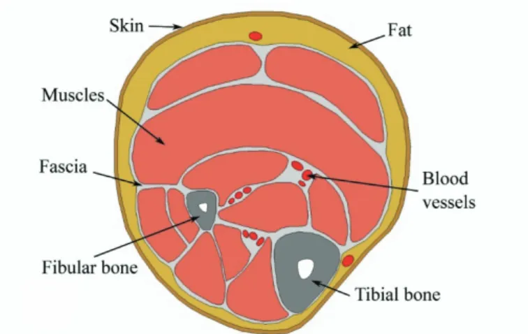 Figure 11 The FE model geometry for the trans-tibial cross-section of a human  adult, divided in separate regions according to anatomical tissue type