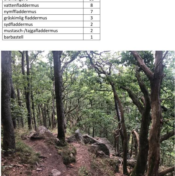 Tabell 3. Observerade fladdermusarter ordnade efter antal registreringar. 