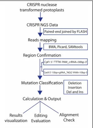 Figure  1:  Description  of  the  steps  involved  in  CRISPRMatch  data  processing.  1)  A  target  gene  index  is  built  2)  deep  sequencing  reads  are  mapped  by  paired  end  sequencing  read  and  joining  into  a  single  long  read  by  FLASH 