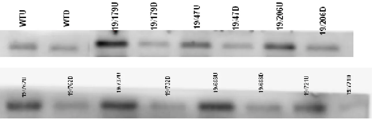 Figure 6:  Changes in  relative Rubico LSU (6A),  COXII (6B),  and GS1and  GS2 (6C)  content  in light green plants  during dark induced senescence