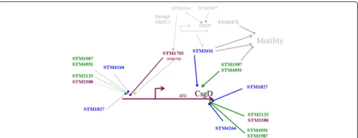Fig. 8 Schematic diagram showing the regulatory network of c-di-GMP signaling regulating csgD expression