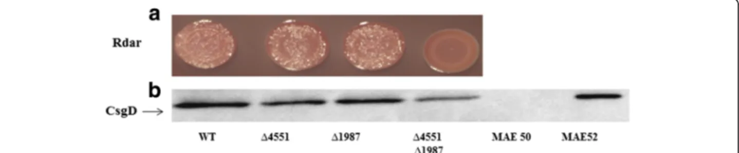Fig. 1 Identification of novel GGDEF domain proteins regulating csgD expression. a Rdar morphotype formation of S