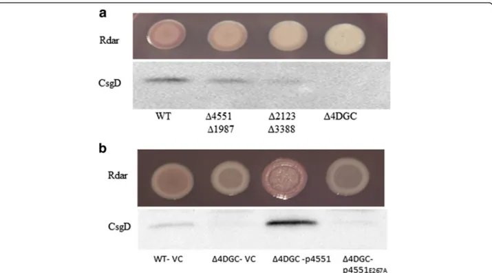 Fig. 2 Cumulative effect of GGDEF proteins on rdar morphotype and csgD expression in S