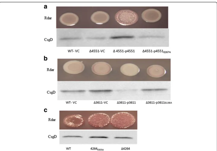 Fig. 3 Complementation of the rdar morphotype and csgD expression phenotypes of GGDEF/EAL mutants of S
