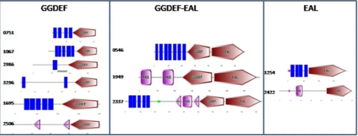 Figure 1.  Predicted GGDEF/EAL proteins in A. baumannii 17978. Domain architecture of GGDEF/EAL  proteins created by SMART protein analysis tool highlights the trans-membrane domains (Blue bars), PAS  domains (Pink Box) and PAC domains (Pink arrowheads) in