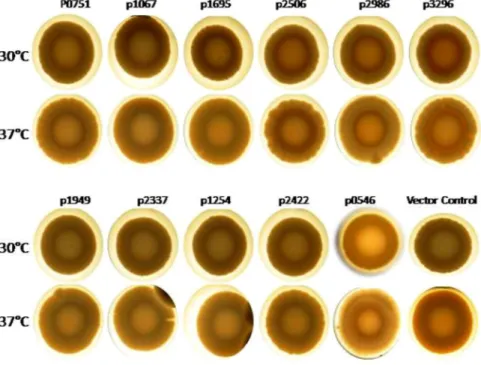 Figure 5.  Biofilm formation assay of A. baumannii 17978 upon the expression of individual GGDEF/EAL  domain proteins from the plasmid pMMB67EH