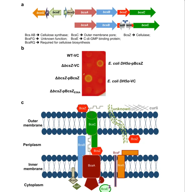 Fig. 1  The cellulose biosynthesis operon, gene organization, proteins and functions. a Upper line Organization of the cellulose biosynthesis operon  bcsEFG-bcsRQABZC in S