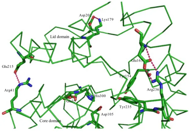 Fig. 8. Mutated amino acid residues (Arg 236, Lys179, Glu215) on the surface of StEH1