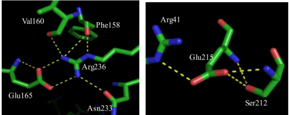 Fig. 9.Weak interactions of Arg236 and Glu215(From 3D structure, 2CJP).