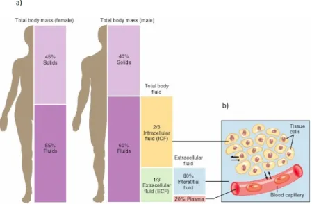 Figure 1. Body fluid compartments, a) distribution of body solids and fluids in an average adult  female and male, b) exchange of water among body fluid compartments [6]  