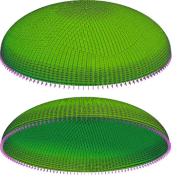 Fig. 1 Optimal fiber distribution of an oblate spheroid, loaded by internal pressure