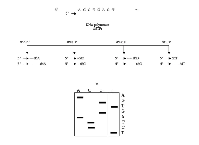 Figure 2. Schematic representation of Sanger DNA sequencing. The sequence of the analyzed DNA can be  determined by reading the band pattern of extended primer AGGTCACT (TCCAGTGA on the gel)