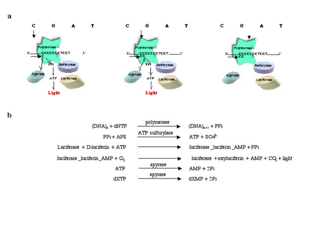 Figure 6. The principle of pyrosequencing. 6a. The reaction mixture consists of a single-stranded DNA  with a short annealed primer, DNA polymerase, ATP sulfurylase, luciferase and apyrase