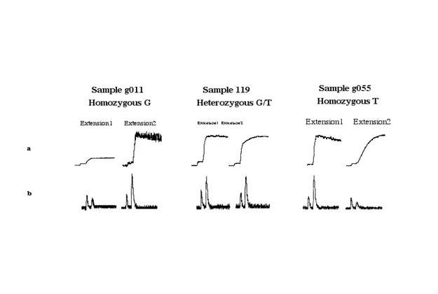 Figure 10. Bioluminometric allele-specific extension for the three variants of a SNP located on  chromosome 9 (wiaf 1764)