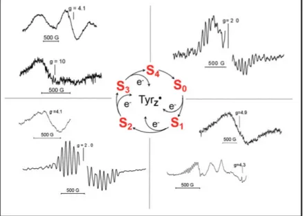 Figure 10. EPR signals from different S-states of the Mn 4 CaO 5 -cluster. 