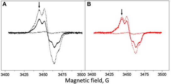 Fig. 1   EPR spectra of the Tyr radicals from the Tris-washed PS II  membranes at pH 8.5 induced by white light illumination (A, black  spectra) or far-red light illumination (B, red spectra)