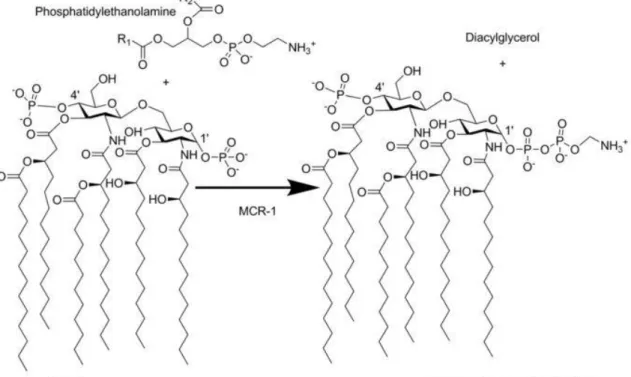 Figur 3. Resistensmekanism av kolistin (Hinchliffe et al. 2017). 