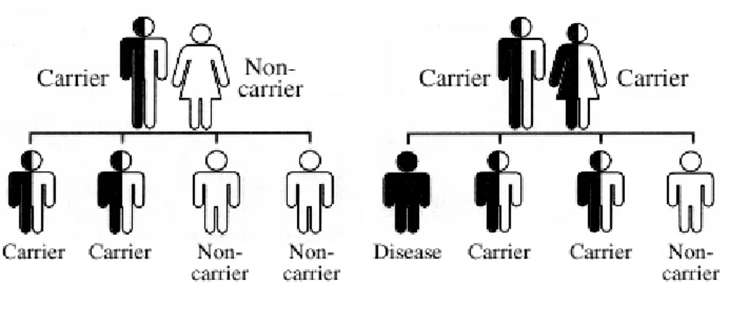 Figure 2: Shows percentage of children affected sickle cell disease and trait from their parents  (21)