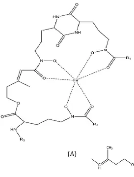 Figure  3.  Chemical  structure  of  some  hydroxamate  siderophores.  Bacterial  hydroxamate  sidero- sidero-phores include ferrioxamine (B, E, D and G)