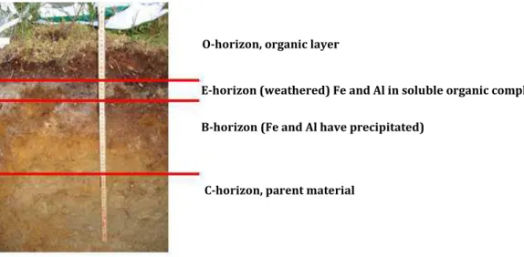 Figure 2. Description of podzol soil profile of the study area (Bispgården Forest Research Park)
