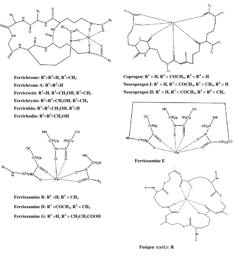 Figure 3. Chemical structures of hydroxamate siderophores. 