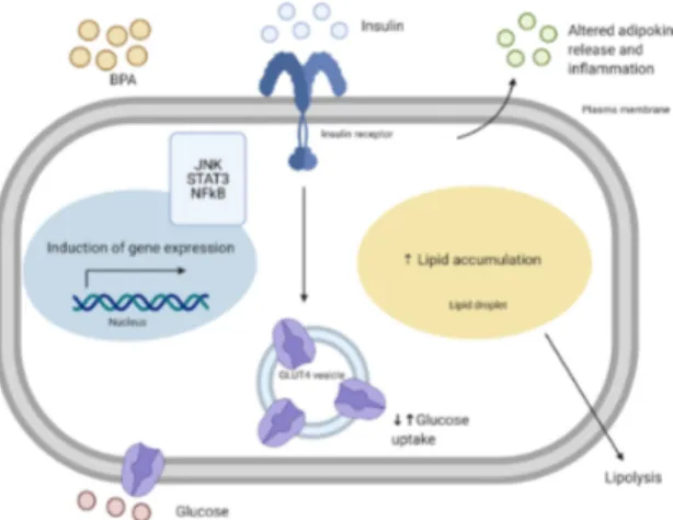 Figure 4. Mechanism of action of BPA/BPS exposure in adipocytes. In adipocytes it is not com- com-pletely understood which receptors BPA and BPS bind to and induce metabolic alterations,  how-ever, possible receptors are highlighted in Figure 2