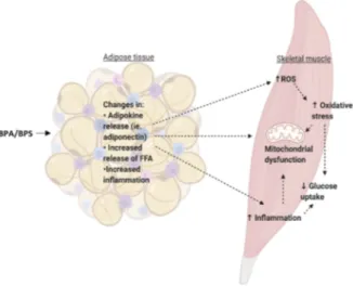 Figure 5. Possible mechanisms of action of BPA/BPS on adipose tissue-to-skeletal muscle cross- cross-talk
