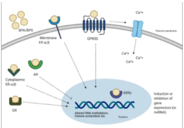 Figure 2. Potential mechanisms of action of BPA and BPS. Bisphenols have been shown to exert  both genomic and non-genomic effects