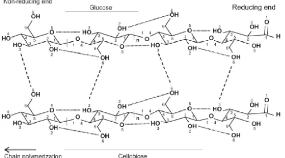 Figure 3. The structure and inter- and intramolecular hydrogen bonding sequence in cellulose I