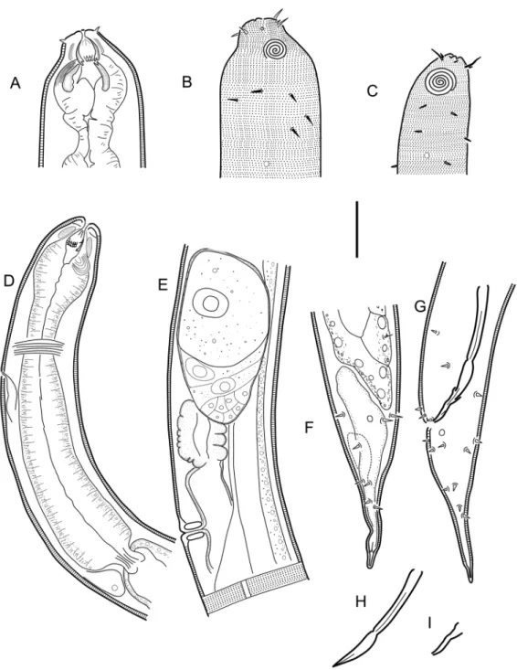 Fig. 2. Cobbionema acrocerca Filipjev, 1922. A. Female head region (ventral side to the right) (SMNH- (SMNH-179223)