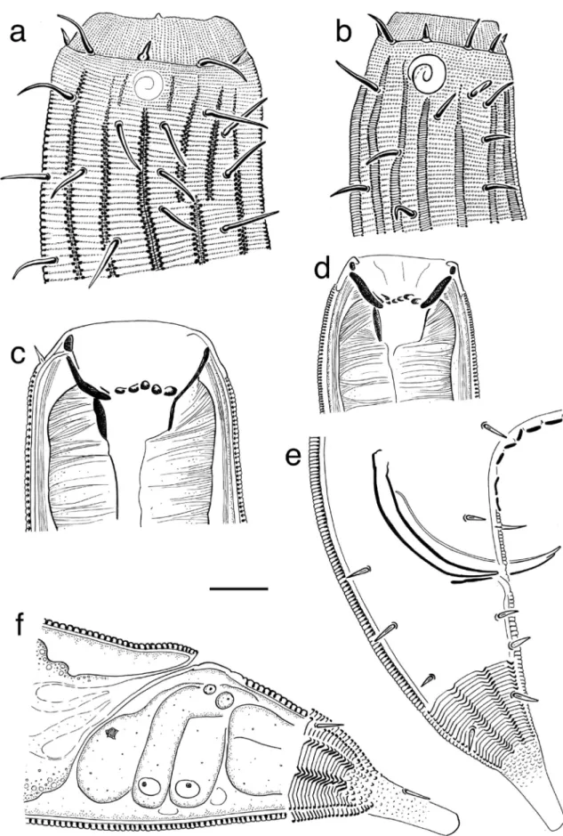 Fig. 1 Latronema dyngi sp. nov.: a Surface view of a female paratype head region; b surface view of a male holotype head region; c Female paratype head region, median section showing buccal cavity; d Male holotype head region, median section showing buccal
